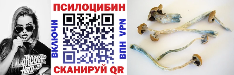 Псилоцибиновые грибы Psilocybe  Купить где  Облучье 